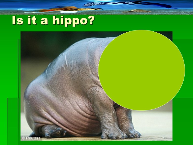 Is it a hippo?